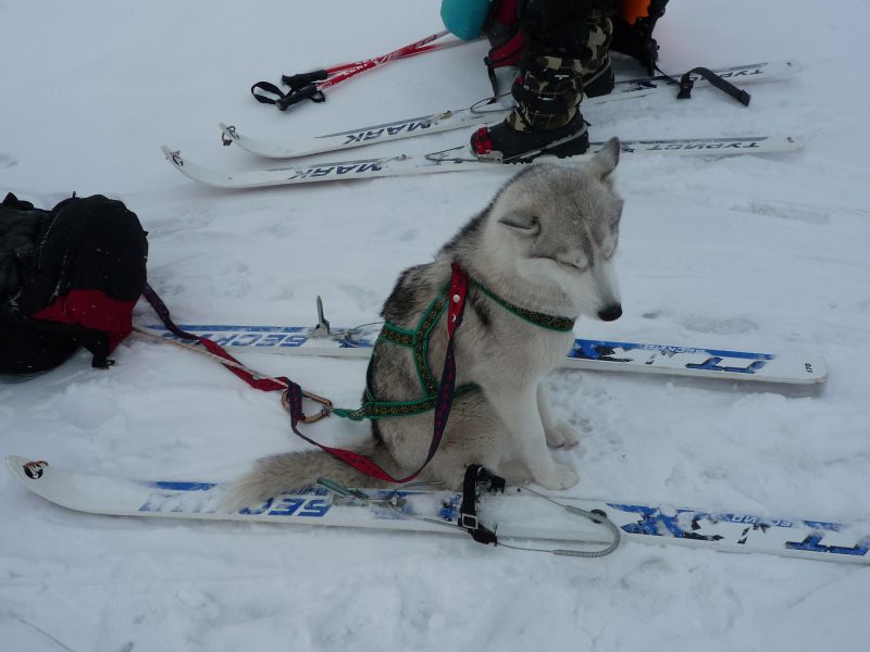 Плоскогорье Укок: люди, собаки, лыжи — все на отдыхе