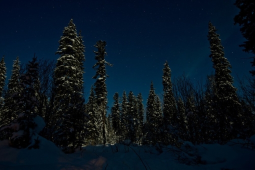 Морозная ночь в Сибирской тайге