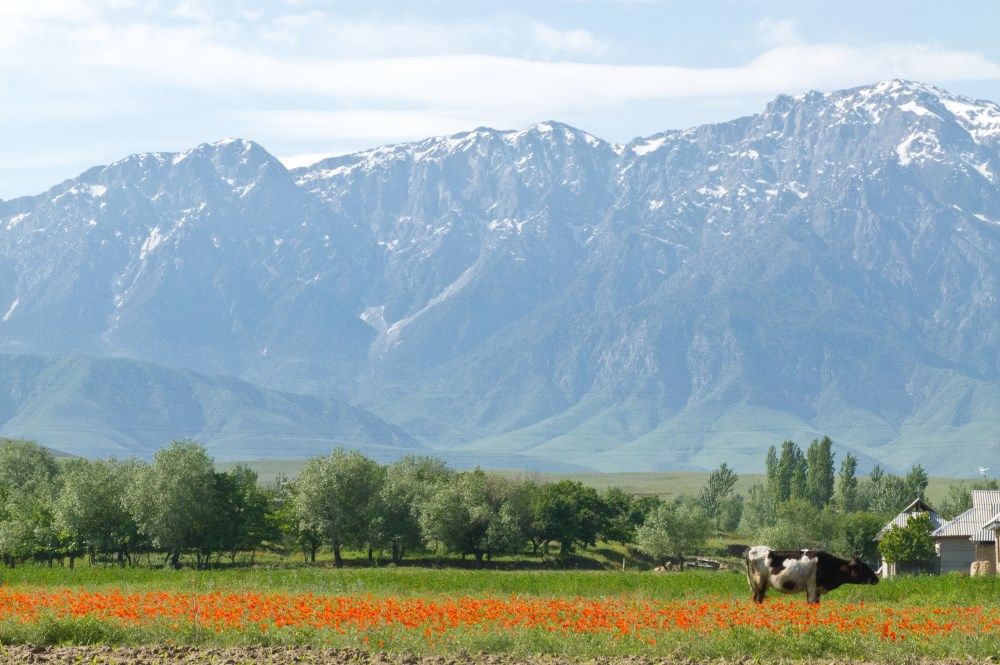Таджикистан горы весной