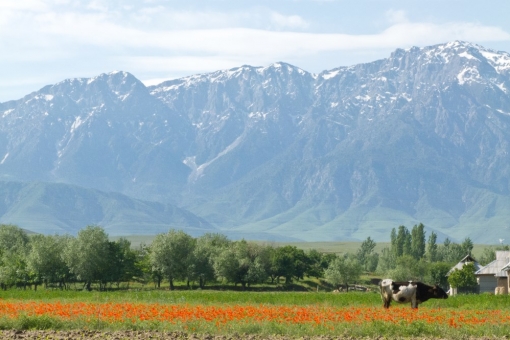Весна в Таджикистане - поля цветущих маков.