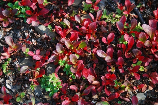 Путешествие на Колыму. Растительный мир Восточной Сибири