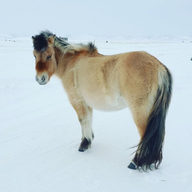 Якутская лошадка совсем не боится морозов