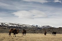 Зимнее приключение в Монголии