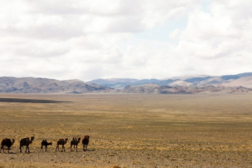 Западная Монголия - горный массив Турген-Уул, верблюды на высокогорном пастбище